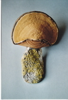 Bild: Steinpilz
